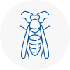 Rainford Wasp Nest Removal